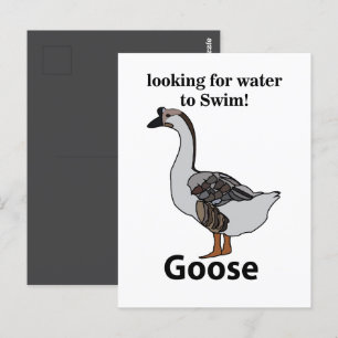 Goose Looking For Water To Swim African Goose Postcard