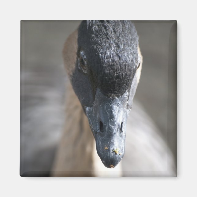 Goose Magnet (Front)