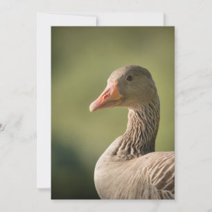 Goose Nature Photo Card