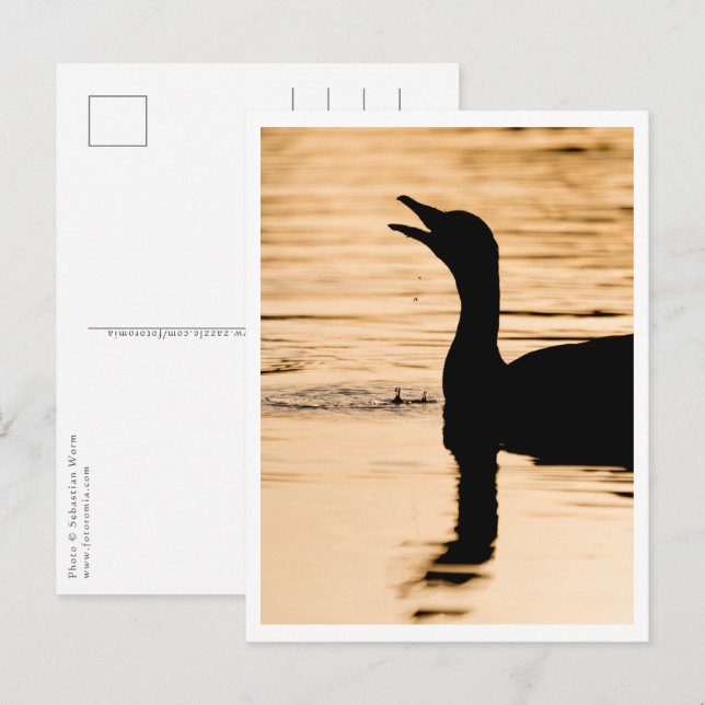 Goose Nature Photo Postcard (Front/Back)