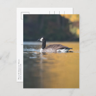 Goose Nature Photo Postcard