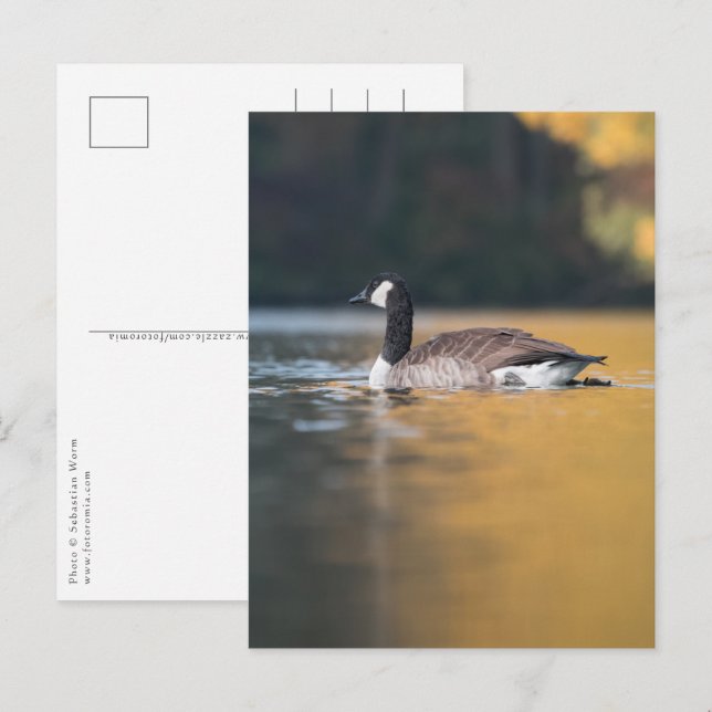 Goose Nature Photo Postcard (Front/Back)
