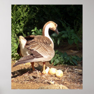 Goose on eggs poster