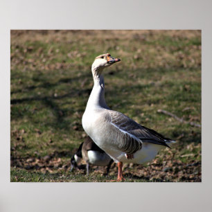 Goose Photo Poster