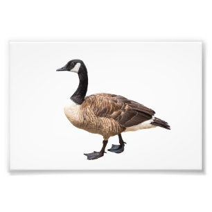 Goose Photo Print