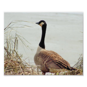 Goose Photo Print