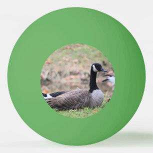 Goose ping pong ball