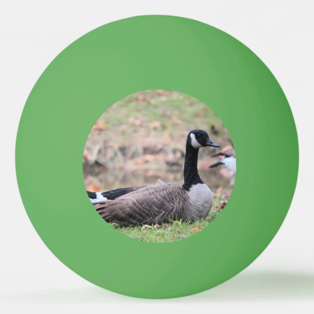 Goose   ping pong ball (Front)