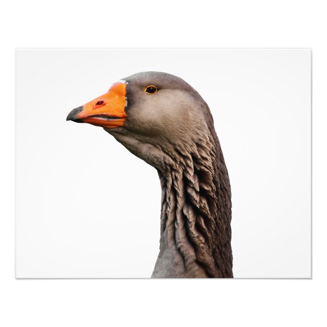 Goose portrait photo print (Front)