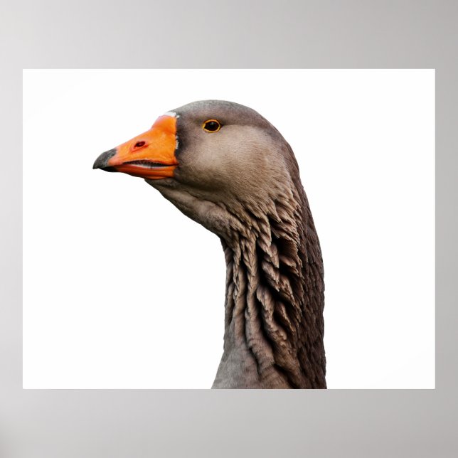 Goose portrait poster (Front)