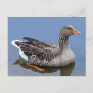 Goose Postcard