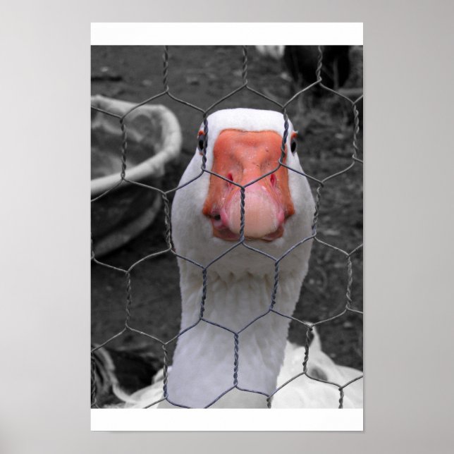 Goose Poster (Front)