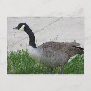 Goose Side View Postcard