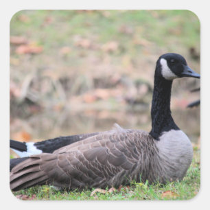 Goose square sticker