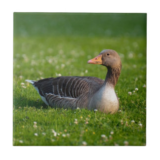 Goose Tile