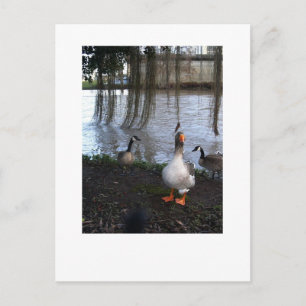 Goose Walk Postcard