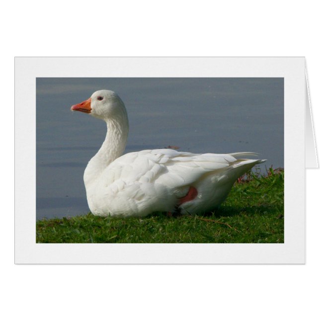 Goose (Wide Bordered) (Front Horizontal)
