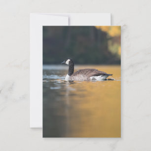 Goose Wildlife Photo Card