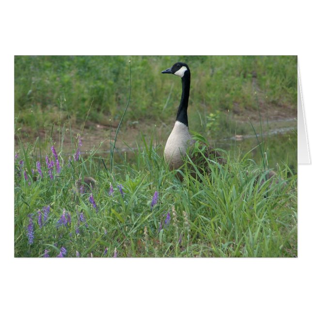 Goose with Hiding Goslings (Front Horizontal)