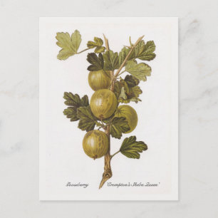 Gooseberry 'Crompton's Sheba Queen' Postcard