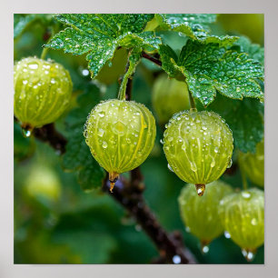 Gooseberry Fruit Illustration Farmhouse Botanical Poster