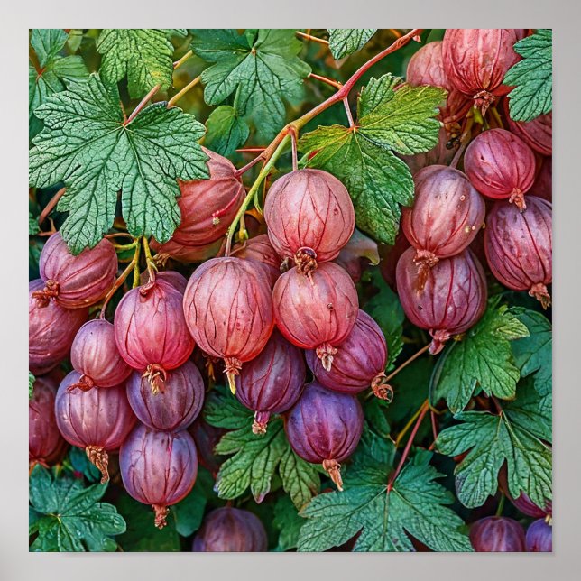 Gooseberry nature art poster (Front)