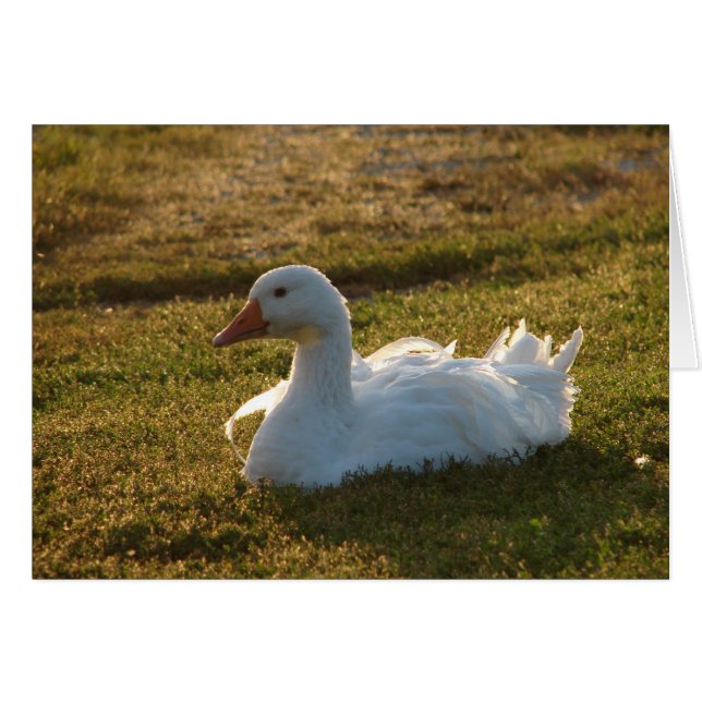 Goosey (Front Horizontal)