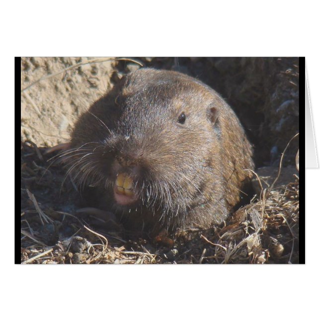 Gopher Card (Front Horizontal)