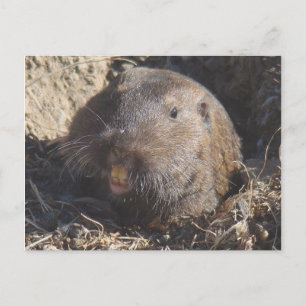 Gopher Postcard