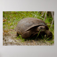 Gopher Tortoise Eats Grass Poster