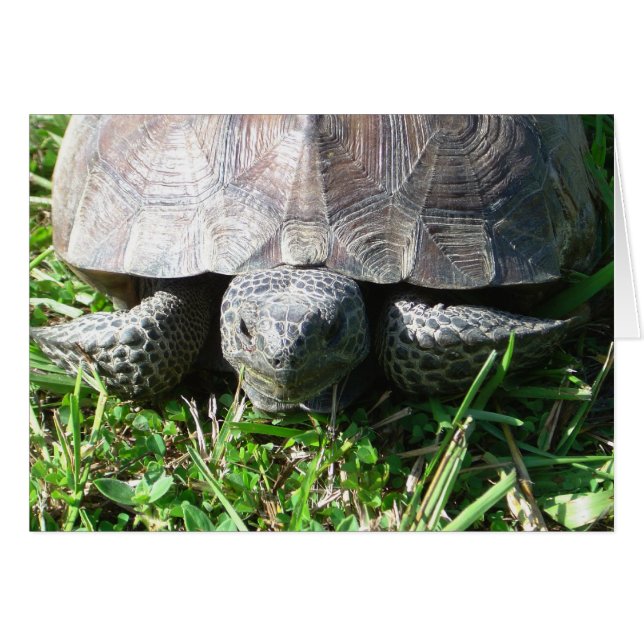 Gopher Tortoise in the Grass (Front Horizontal)