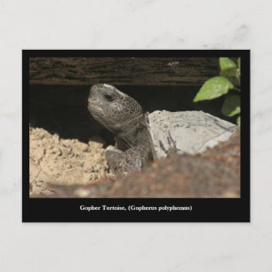 Gopher Tortoise On The Lookout Postcard