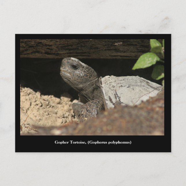 Gopher Tortoise On The Lookout Postcard (Front)