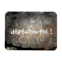 Gopher Tortoise Shell