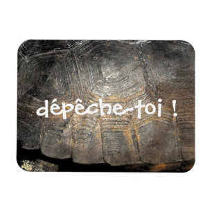 Gopher Tortoise Shell Magnet