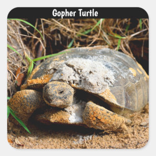 Gopher Turtle Square Sticker