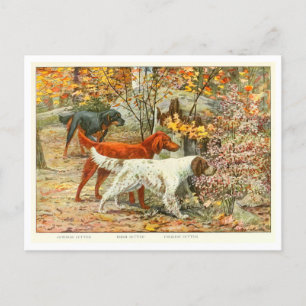 Gordon, Irish, and English Setter Dogs Postcard
