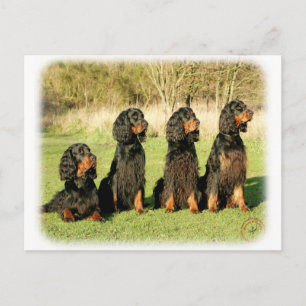 Gordon Setter 9Y105D-080 Postcard