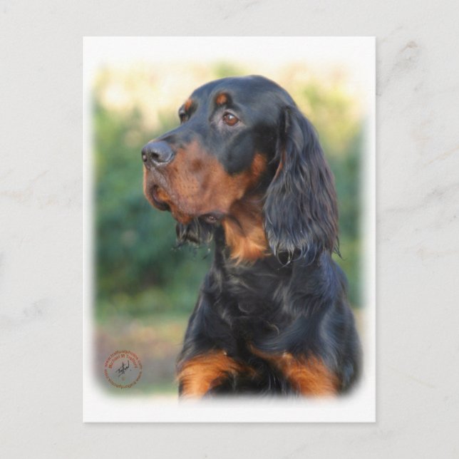 Gordon Setter 9Y109D-021 Postcard (Front)