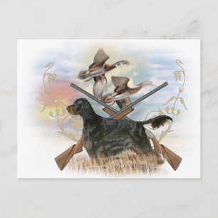 Gordon Setter Hunts Postcard