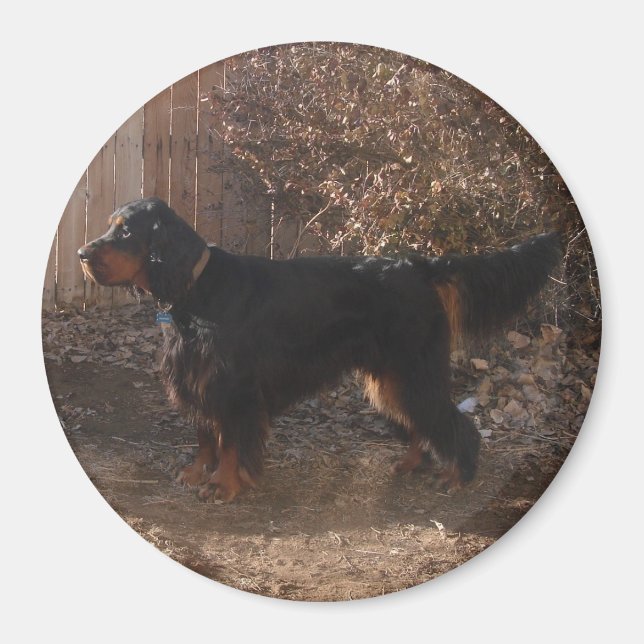 Gordon Setter Magnet (Front)