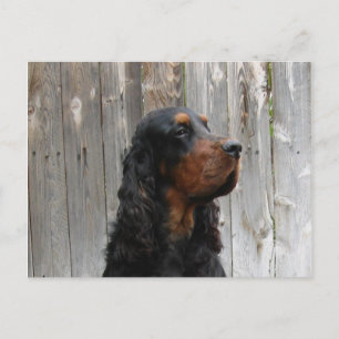 Gordon Setter Postcard