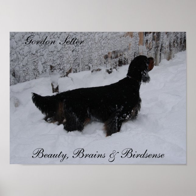Gordon Setter Poster (Front)