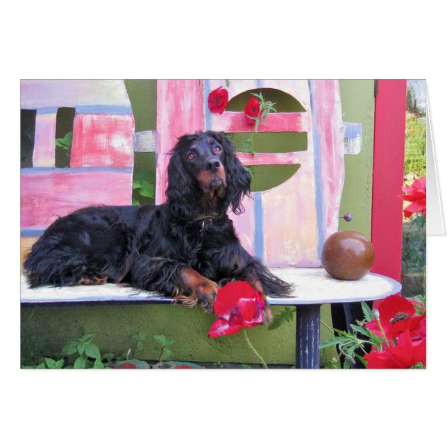 Gordon Setter Shania (Front Horizontal)