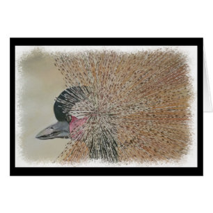 GORGEOUS AFRICAN CRANE