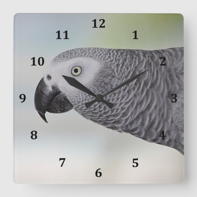 Gorgeous African Grey Parrot Square Wall Clock (Front)
