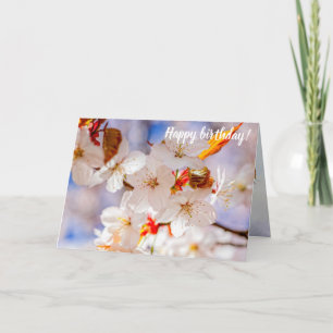 Gorgeous And Elegant Sakura Flowers In Springtime Card