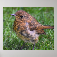 Gorgeous Baby Robin
