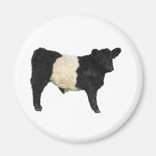 Gorgeous Belted Galloway Steer Cutout Magnet (Front)