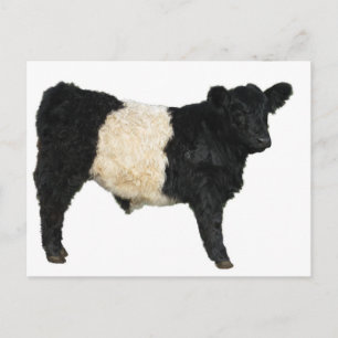 Gorgeous Belted Galloway Steer Cutout Postcard
